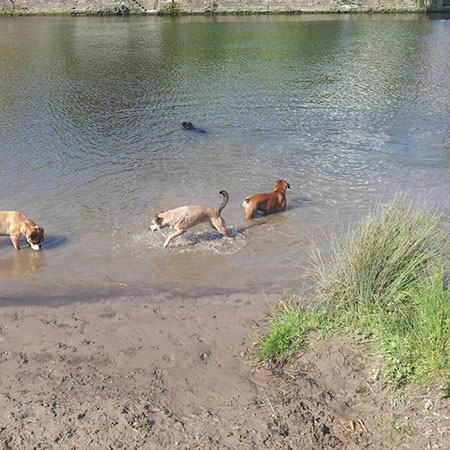 Dogs having a nice soak in the lake